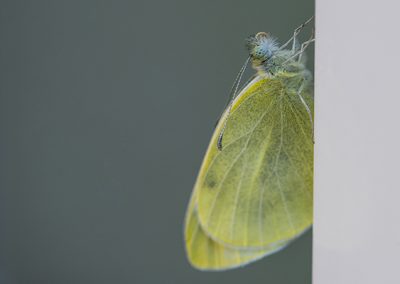 Ausstellungsbild: Falter