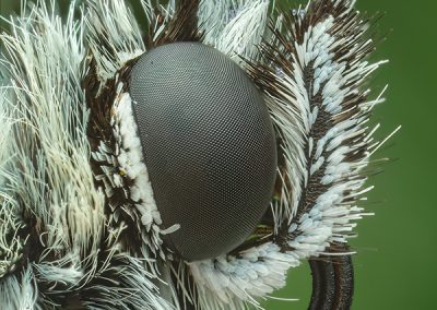 1. Platz Makro: Schachbrettfalter Portait
