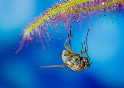 2. Platz Makro: Gefangen am Sonnentau