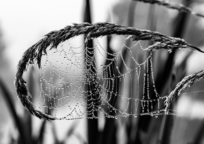 Ausstellungsbild: Spinnennetz SWF