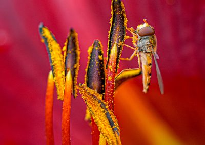 3. Platz Makro: Farben der Natur
