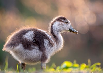 Junge Gans im warmen Gegenlicht mit weichem Hintergrund und natürlichem Bokeh.