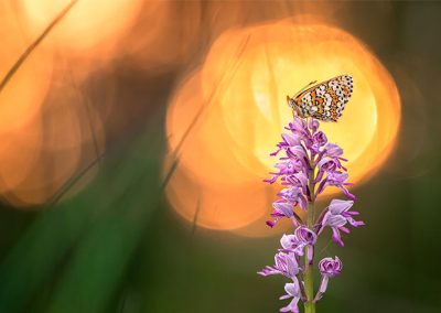 Schmetterling auf einer violetten Blüte vor großen goldenen Bokeh-Kreisen im Hintergrund.