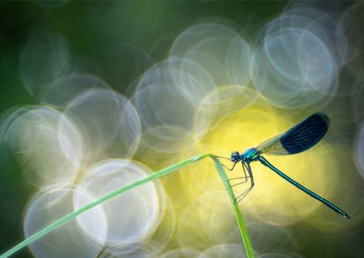 Libelle auf einem Grashalm vor grünem Hintergrund mit großen kreisförmigen Lichtreflexen.