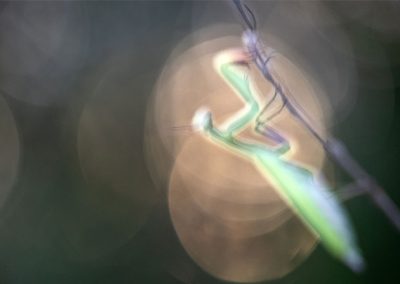 Unscharfe Aufnahme einer Gottesanbeterin mit weichen Lichtkreisen im Hintergrund.