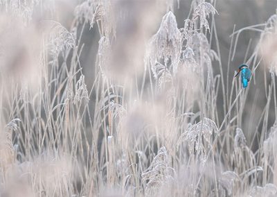 Eisvogel im winterlichen Schilf mit frostiger Landschaft und hellem, ruhigem Hintergrund.