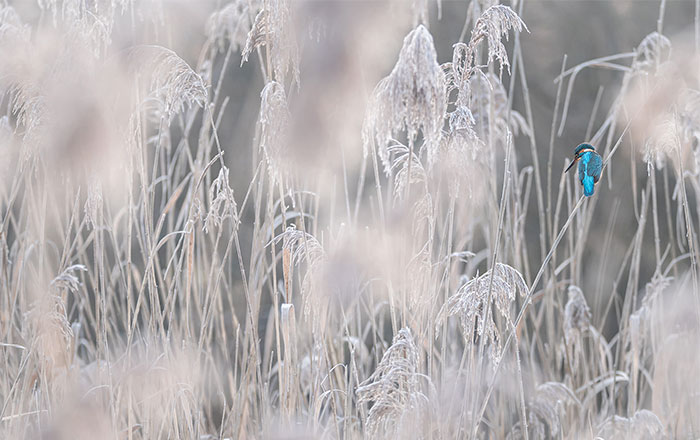 Eisvogel im winterlichen Schilf mit frostiger Landschaft und hellem, ruhigem Hintergrund.
