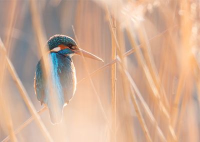 Eisvogel zwischen warm beleuchtetem Schilf mit weichem Gegenlicht und sanften Unschärfen.