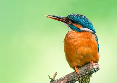 Nahaufnahme eines Eisvogels auf einem Ast vor grünem Hintergrund.