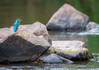 Eisvogel auf einem Felsen am Wasser mit natürlicher Flusslandschaft im Hintergrund.