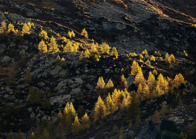 Von Sonnenlicht angestrahlte Bäume an einem dunklen Berghang mit starken Licht-Schatten-Kontrasten.
