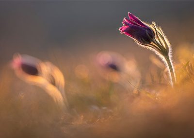 Makroaufnahme einer violetten Küchenschelle im warmen Morgenlicht mit weichem Hintergrund und natürlichem Bokeh.