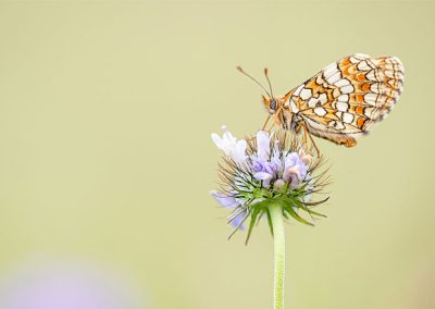 Nahaufnahme eines Schmetterlings auf einer Blüte vor hellem, ruhigem Hintergrund in Pastellfarben.