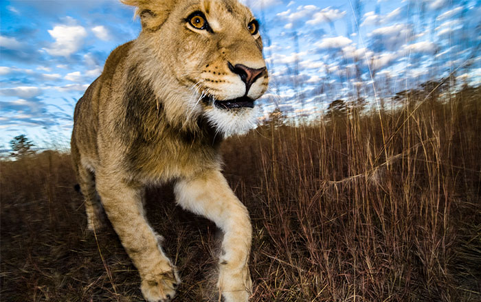 Löwin aus nächster Nähe in der Savanne mit dynamischer Perspektive und dramatischem Himmel.