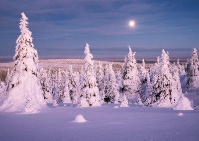 Verschneite Bäume in Finnland unter Vollmondlicht, pastellige Lichtstimmung.