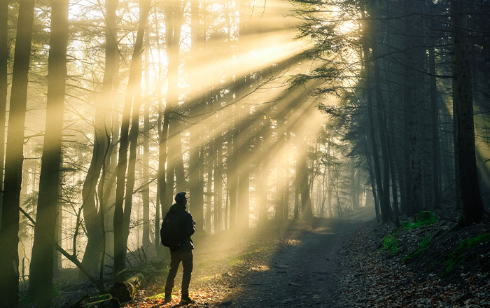 Person auf einem Waldweg im Nebel mit starken Sonnenstrahlen zwischen hohen Bäumen.