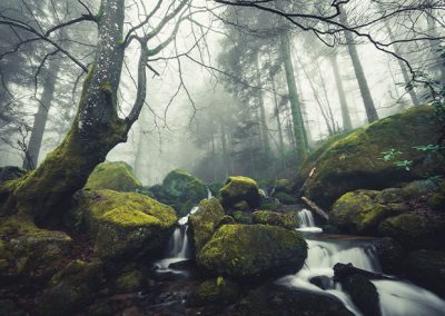 Moosbewachsene Felsen und kleiner Wasserlauf in einem nebligen Wald.