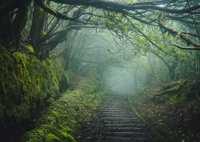 Verwunschener Waldweg mit moosbewachsenen Wänden und dichtem Nebel.