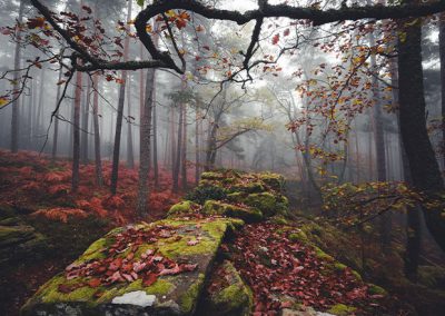 Nebliger Herbstwald mit moosbewachsenen Felsen und roten Blättern am Boden.