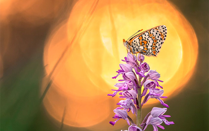Schmetterling auf einer Blüte mit weichem Bokeh als Motiv aus dem Seminar von Daniel Spohn.