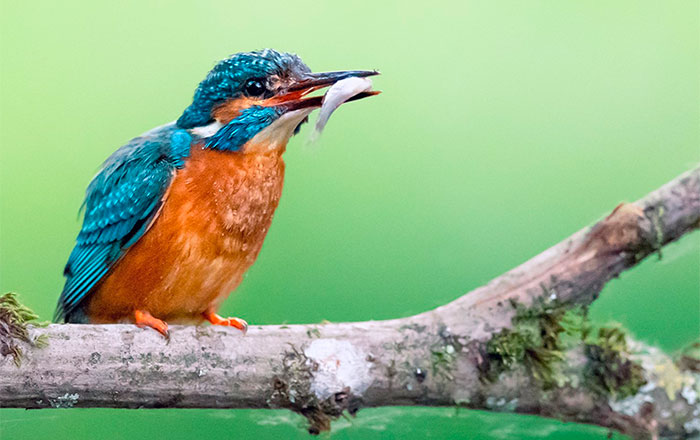 Eisvogel mit Fisch im Schnabel als Motiv aus dem Seminar Eisvogelfotografie von Daniel Spohn.