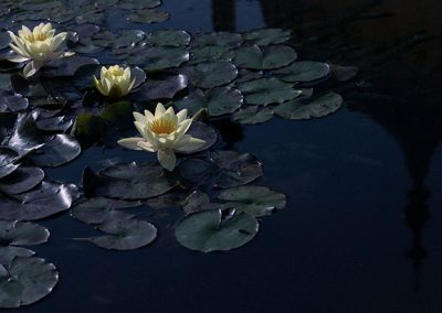 Weiße Seerosen auf dunklem Wasser zwischen zahlreichen Seerosenblättern.