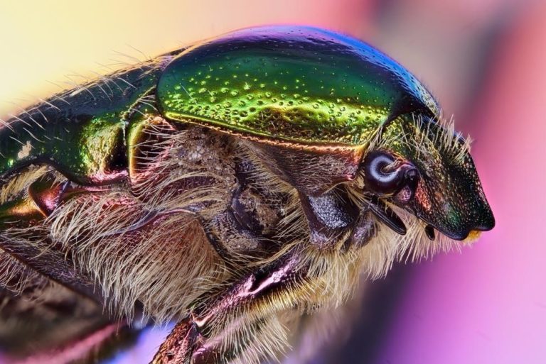 „Farbenspiel“ by Oleg Perschkow – Imaging World 2026 photo competition, category macro