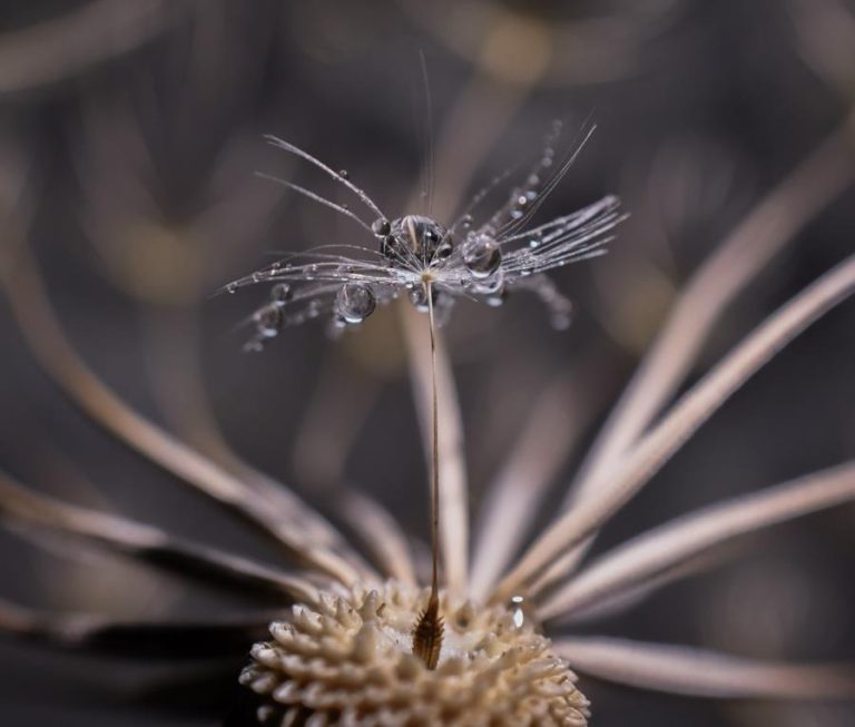 „Little Diamond“ by Adriana Vaduva – Imaging World 2026 photo competition, category macro