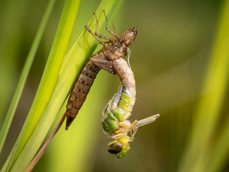 „Libellenschlupf“ by Anette Sander – Imaging World 2026 photo competition, category macro