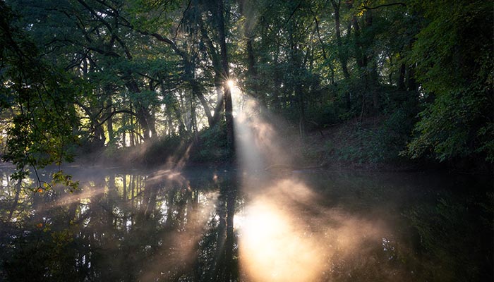 Teaserbild zum Workshop im Dutzendteichpark – Sonnenlicht im Wald während der Blauen Stunde.