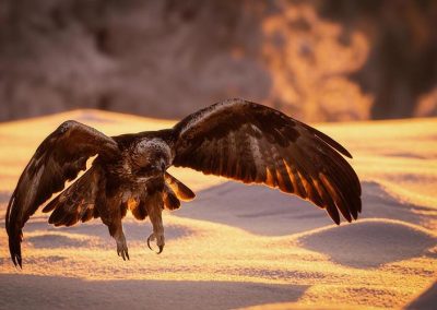 Greifvogel breitet seine Flügel über einem Flusslauf bei goldenem Morgenlicht aus – aufgenommen beim Workshop mit Nicolas Alexander Otto.
