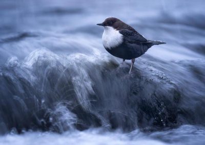Wasserläufer steht im Wildbach – aufgenommen bei einer Vogelbeobachtung im Landschaftsfotografie-Workshop mit Nicolas Alexander Otto.