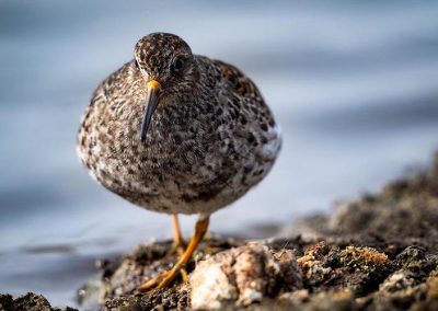 Watvogel ruht auf einem Stein im Fluss – perfekter Moment aus dem Naturfotografie-Workshop mit Nicolas Alexander Otto.